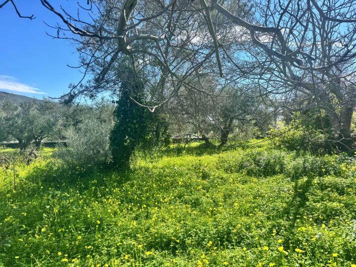 Image No.11-3 Bed House for sale