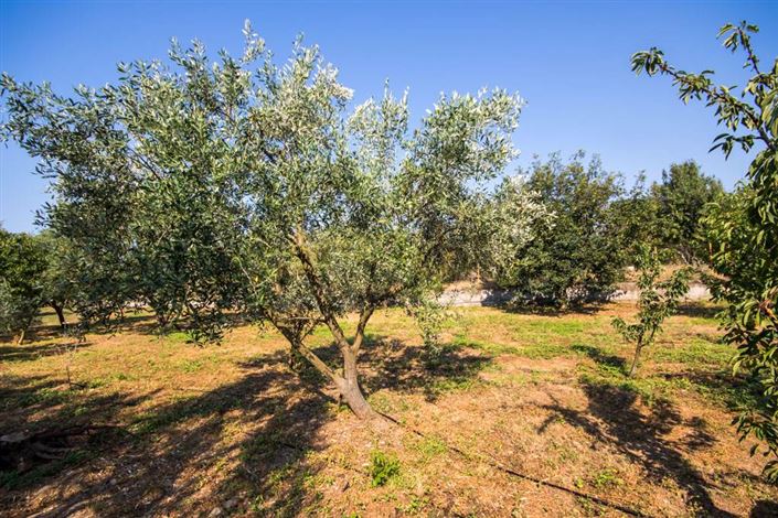 Image No.5-Land for sale