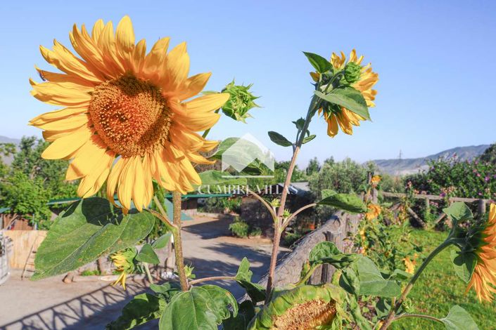 Image No.53-14 Bed Country House for sale