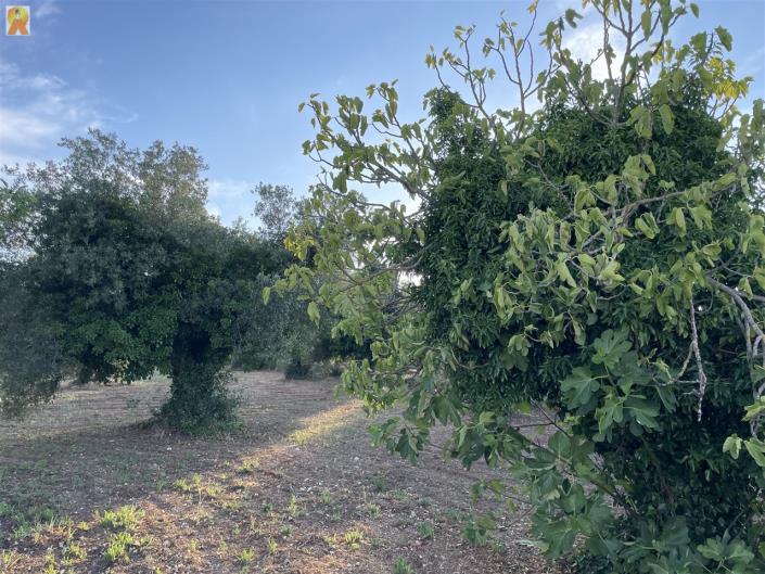 Image No.23-1 Bed Trullo for sale