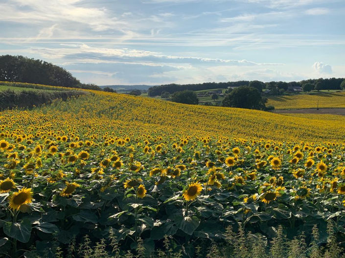 Image No.6-4 Bed House for sale