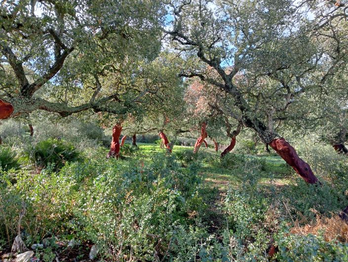 Image No.5-Plot for sale