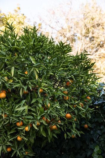 Image No.20-5 Bed Villa for sale