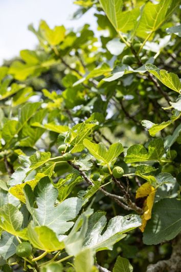 Image No.12-7 Bed Finca for sale