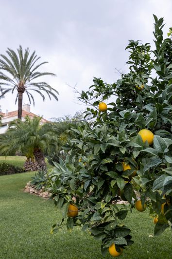 Image No.29-3 Bed Penthouse for sale