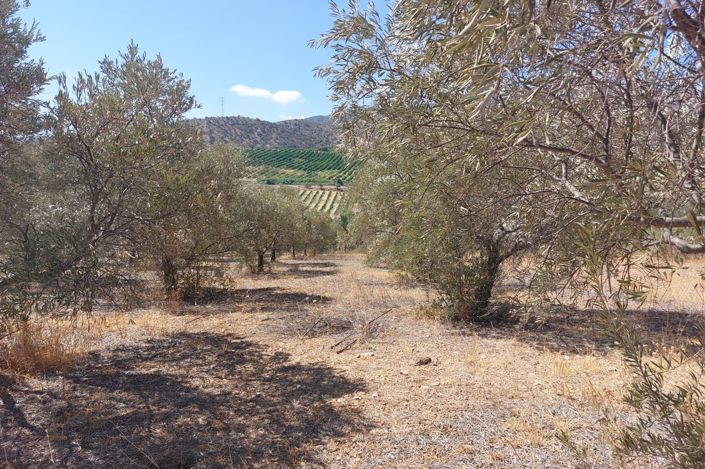 Image No.12-Plot for sale