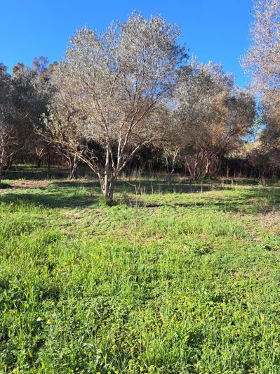 Image No.4-Plot for sale