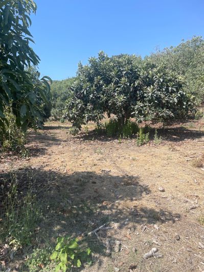 Image No.22-2 Bed Finca for sale