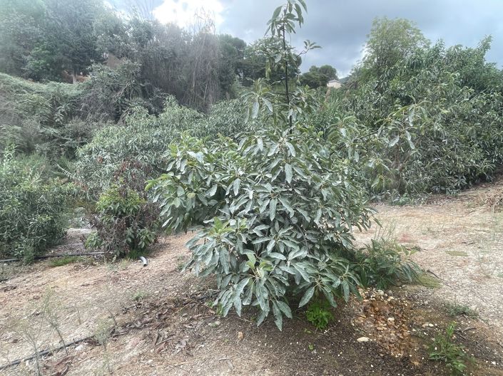 Image No.12-2 Bed Finca for sale