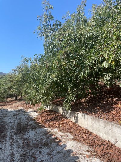 Image No.16-2 Bed Finca for sale