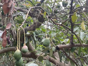 spcrm3875-1rjtm2fakn6xvvot