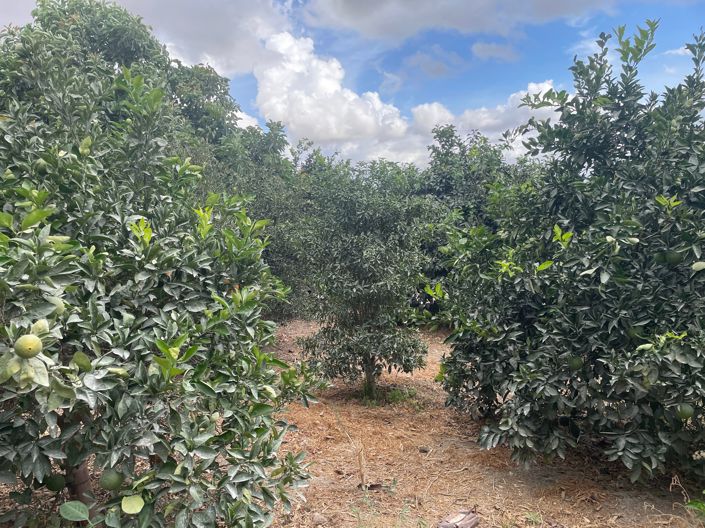 Image No.7-2 Bed Finca for sale