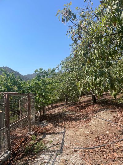 Image No.18-2 Bed Finca for sale