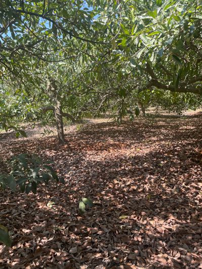 Image No.19-2 Bed Finca for sale