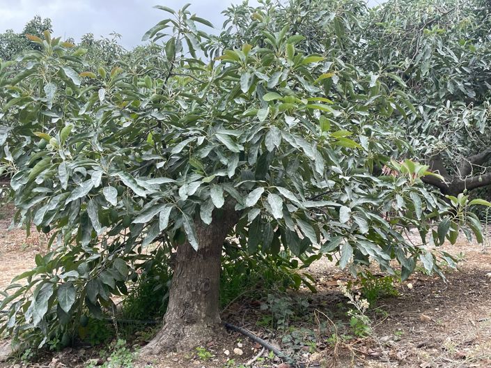 Image No.9-2 Bed Finca for sale