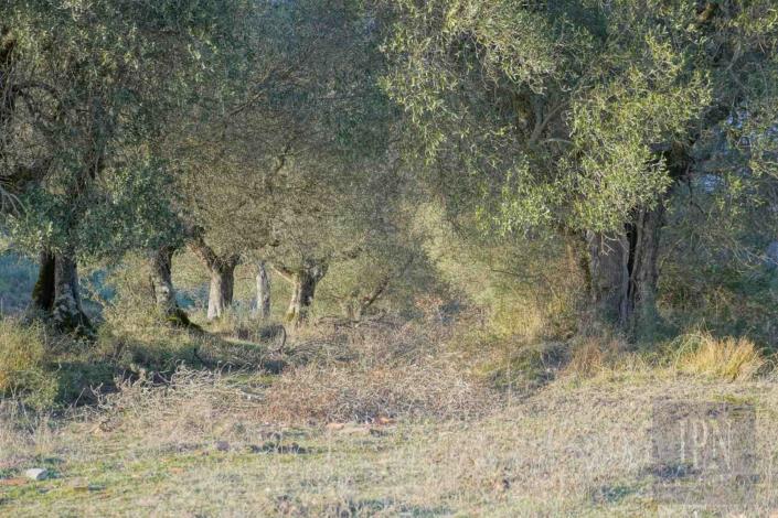 Image No.32-Farmhouse for sale