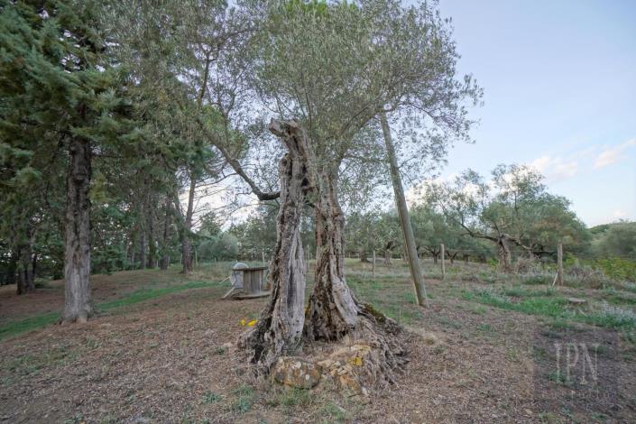 Image No.15-5 Bed Farmhouse for sale