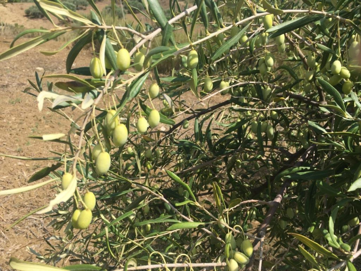 Image No.4-1 Bed Land for sale