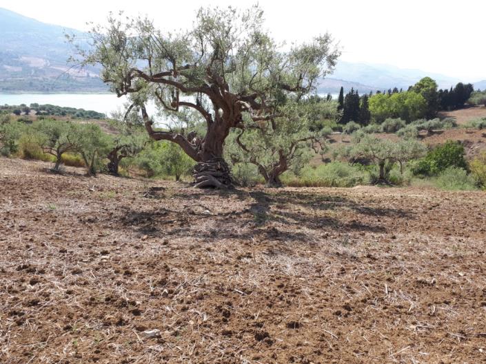 Image No.3-1 Bed Land for sale