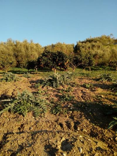 Image No.6-5 Bed Land for sale