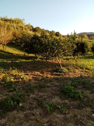 Image No.8-5 Bed Land for sale