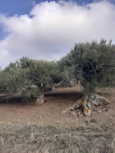 Image No.21-5 Bed Land for sale