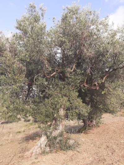 Image No.25-5 Bed Land for sale