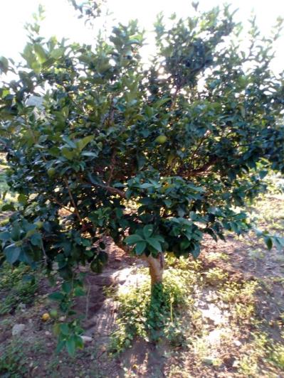 Image No.28-5 Bed Land for sale