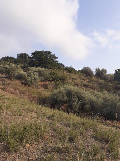 Image No.39-5 Bed Land for sale