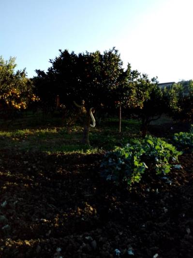 Image No.42-5 Bed Land for sale