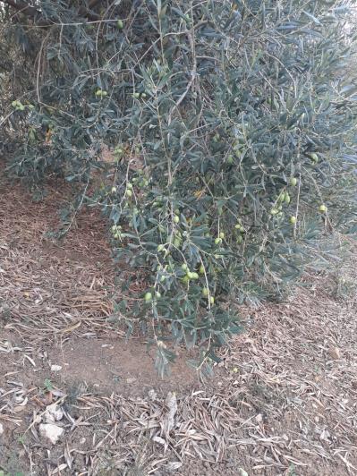 Image No.55-5 Bed Land for sale