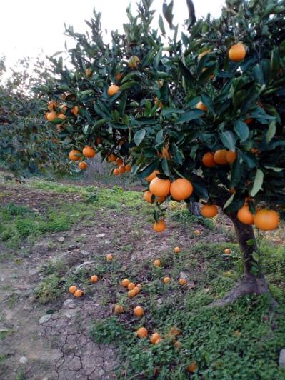 Image No.58-5 Bed Land for sale