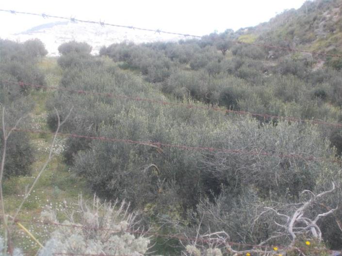 Image No.3-4 Bed Land for sale