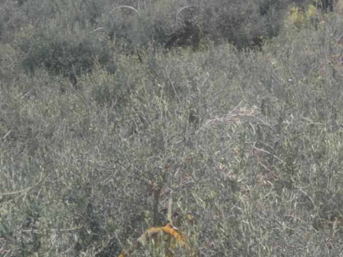 Image No.6-4 Bed Land for sale