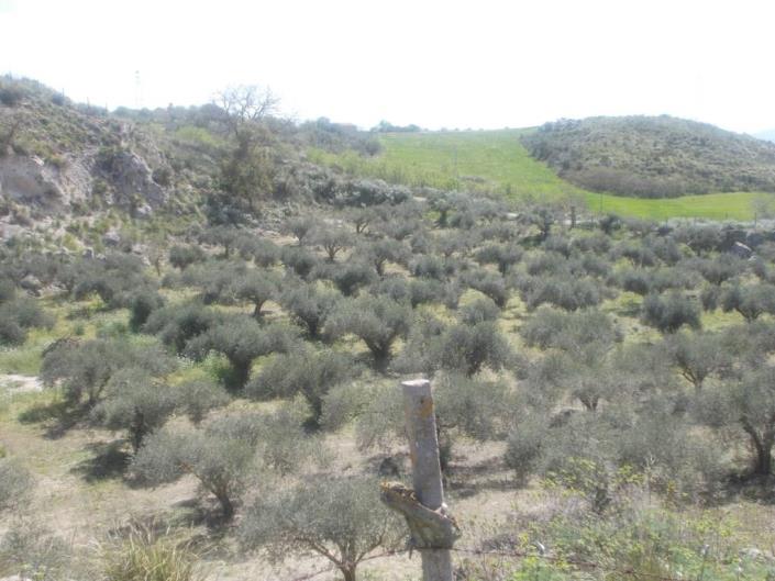 Image No.1-4 Bed Land for sale