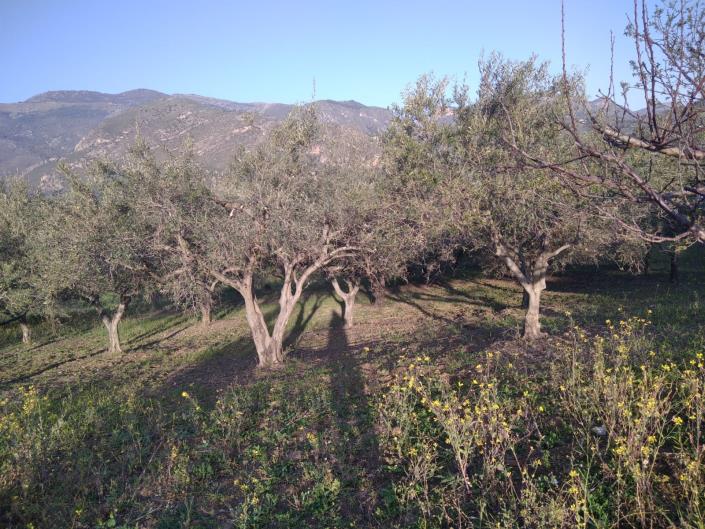 Image No.10-1 Bed Villa for sale