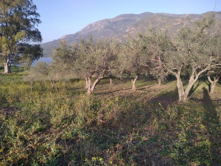 Image No.13-1 Bed Villa for sale