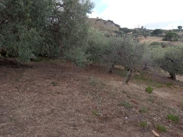 Scacciaferro-G---Ci--7-