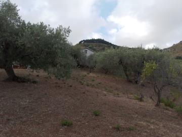 Scacciaferro-G---Ci--9-