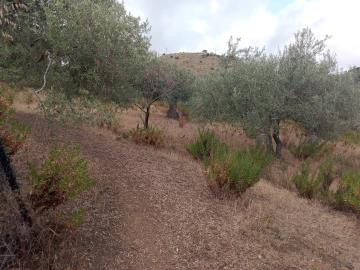 Scacciaferro-G---Ci--15-