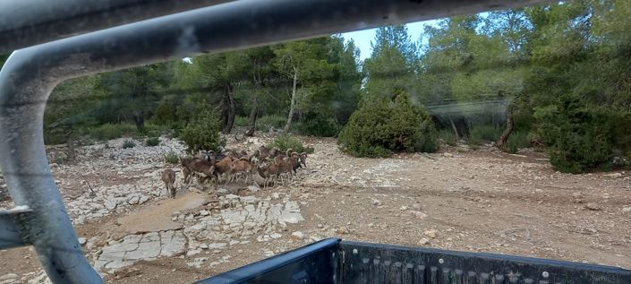 Image No.31-Finca de 5 chambres à vendre à Ayora