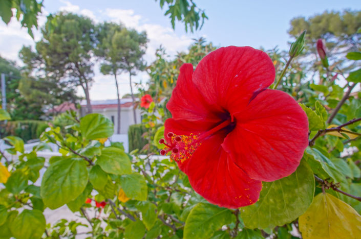 Image No.49-6 Bed Villa for sale