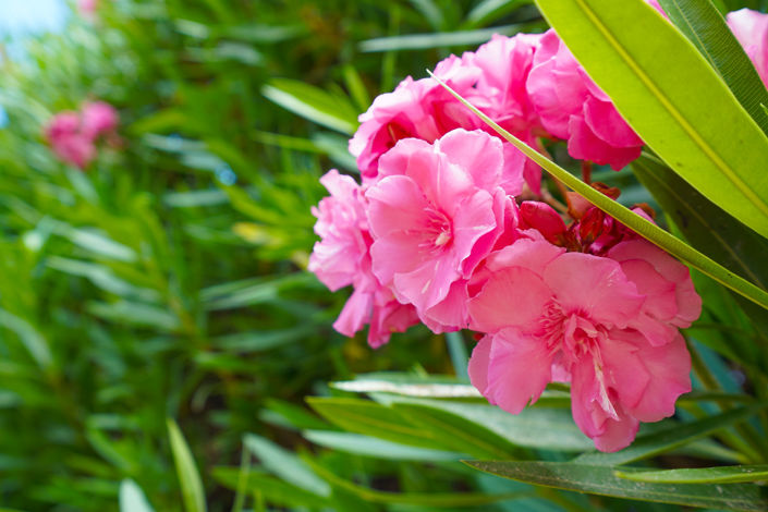 Image No.40-5 Bed Villa for sale