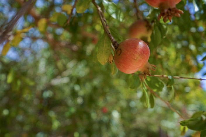 Image No.24-3 Bed Villa for sale