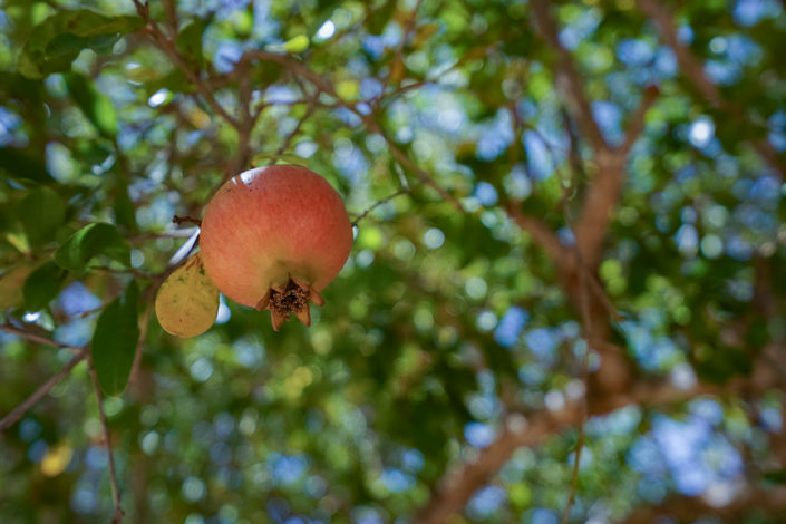 Image No.25-3 Bed Villa for sale