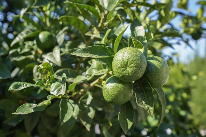 Image No.36-3 Bed Villa for sale