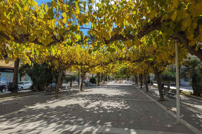 Image No.26-2 Bed Finca for sale