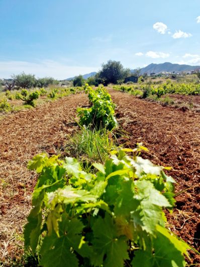 Image No.15-4 Bed Finca for sale