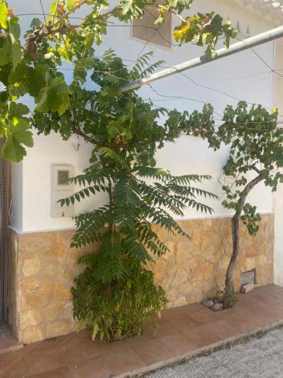 Image No.31-3 Bed Country House for sale