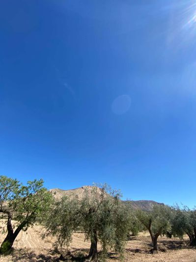 Image No.5-Finca for sale